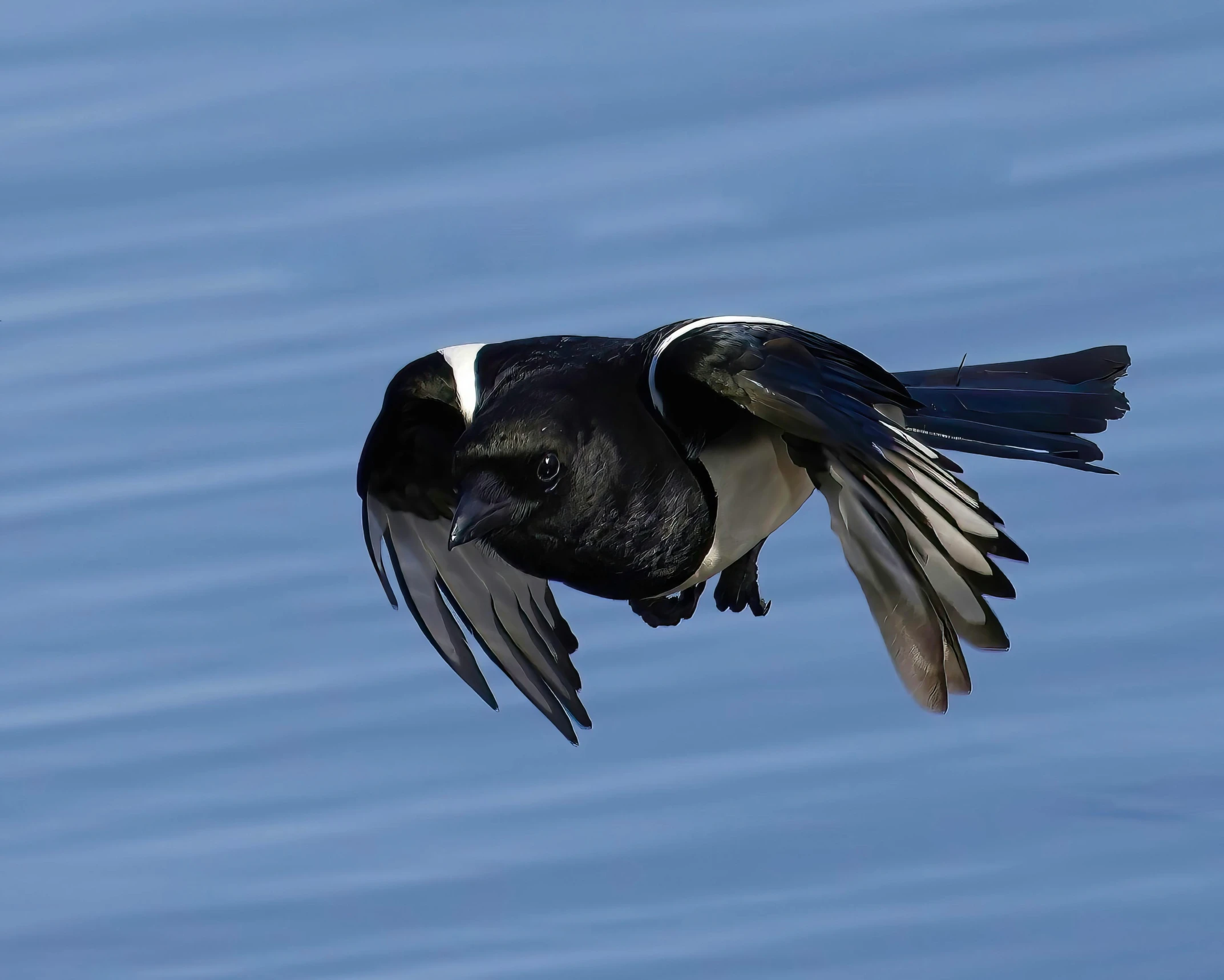 a bird flying by the water during the day