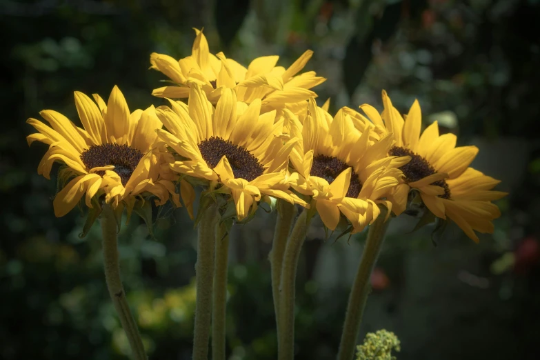 yellow flowers blooming in a garden next to the green foliage