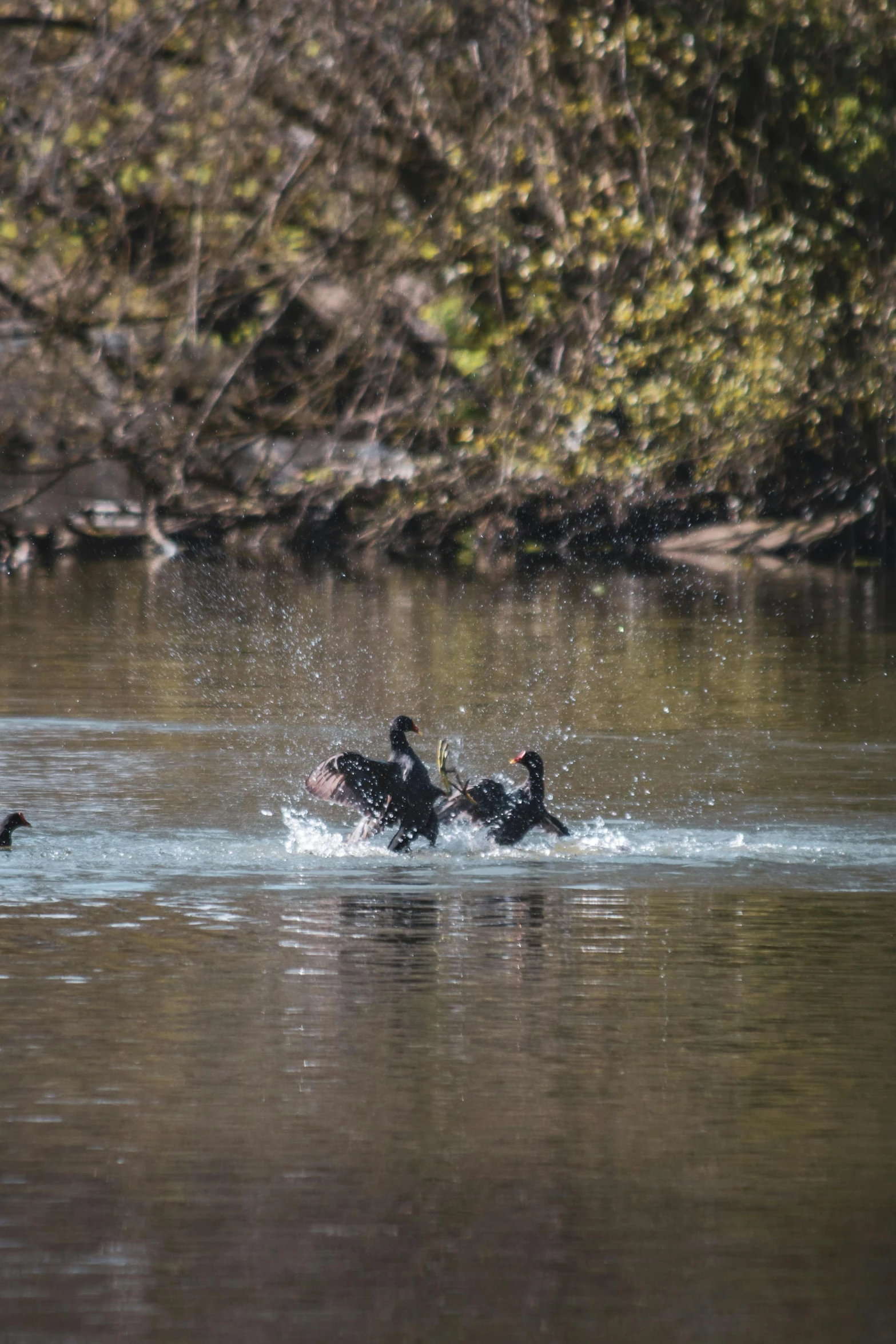 a group of ducks swimming in water near a forest