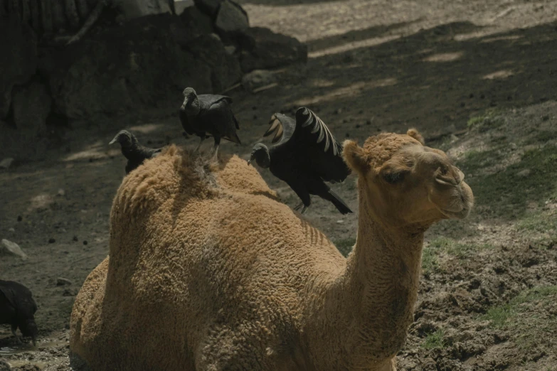 a camel is laying in the dirt by some birds