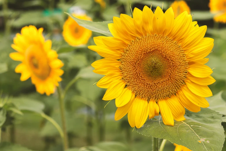 yellow sunflowers bloom in the open field