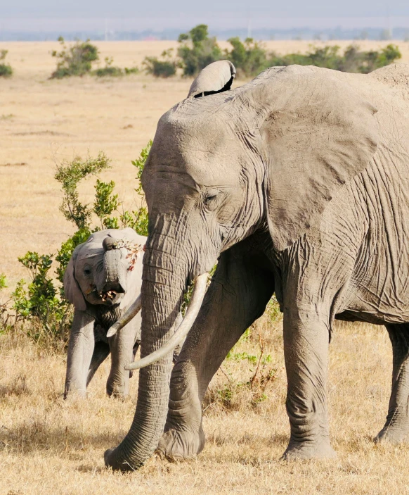 an elephant standing in a field with its trunk in it's mouth