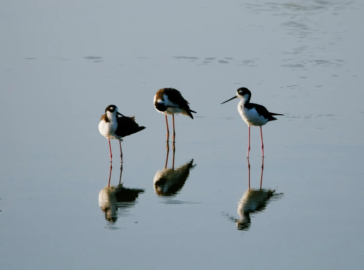 three birds standing next to each other on the water