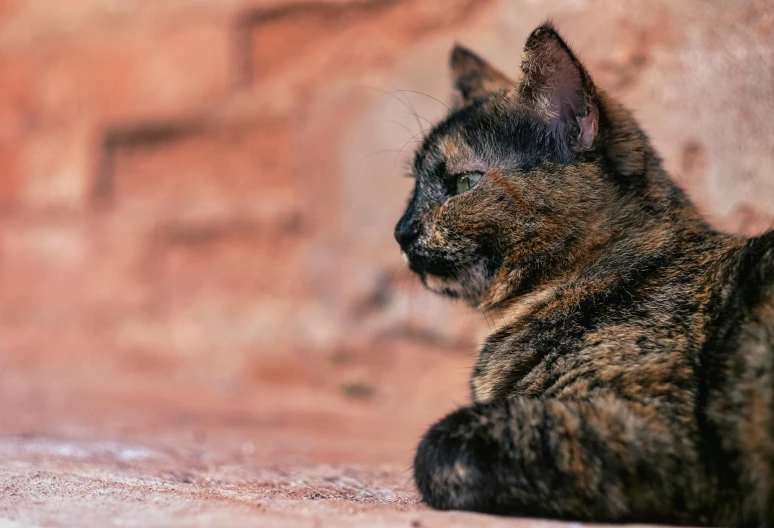 a striped cat laying on the ground with a brick wall in the background