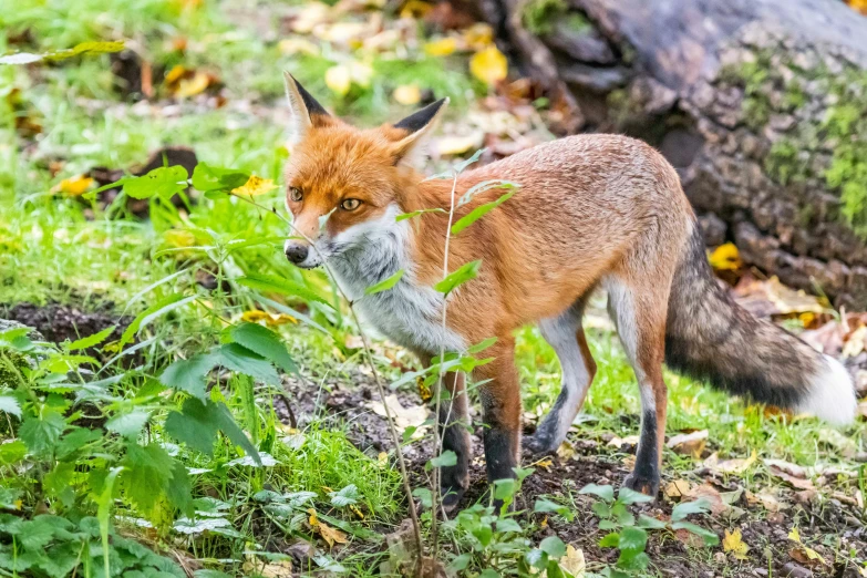 a red fox looking out over a grassy hillside