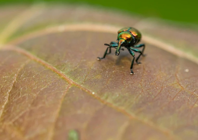a beetle crawling on a leaf of some sort