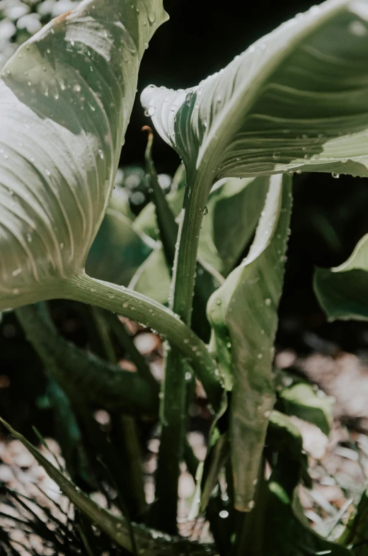 a large green plant with long leaves