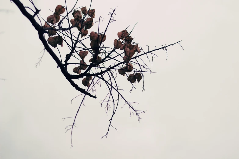 a bare tree nch with several small pieces of fruit on it