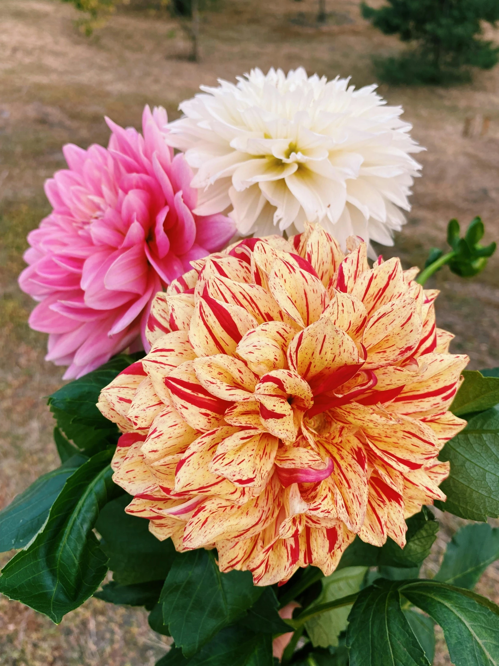 a group of four different flowers together