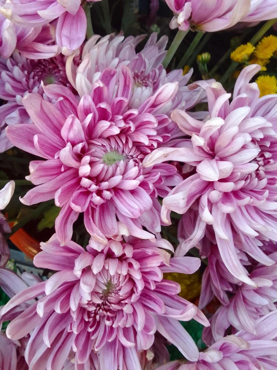 large bunch of pretty pink flowers displayed for consumption