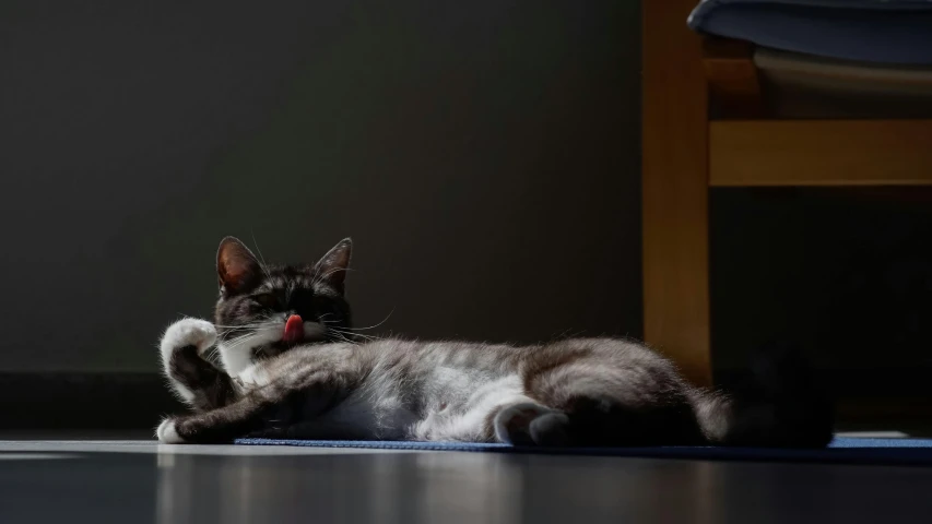 a grey cat laying on the ground in the shade