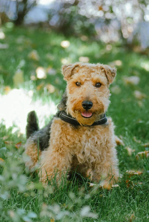 a furry little dog on a leash on some grass