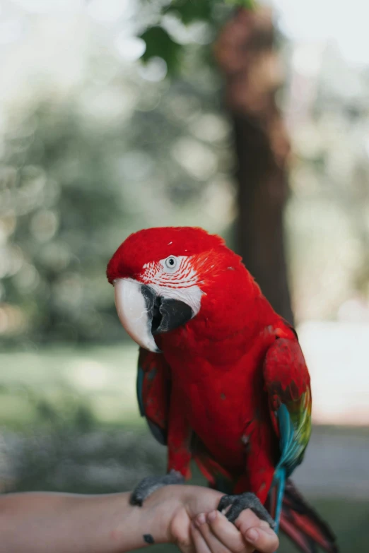 a close up of a bird on a persons hand