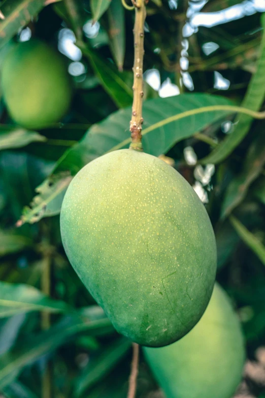 a green apple hanging from a tree