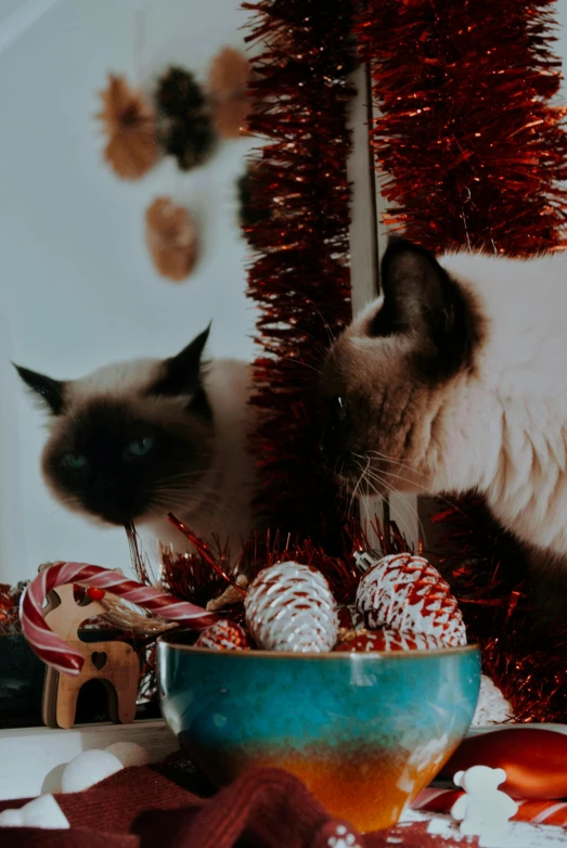 two cats sitting behind christmas decorations in the kitchen