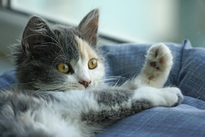 a close up of a cat laying on its side with paws spread