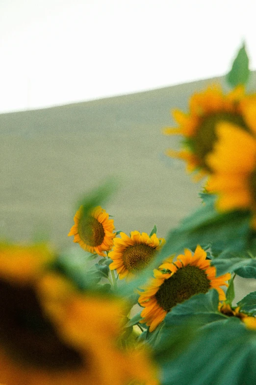 sunflowers that are sitting in the bushes outside