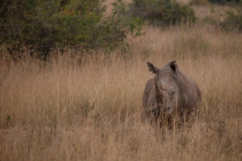 a rhino in the middle of tall grass