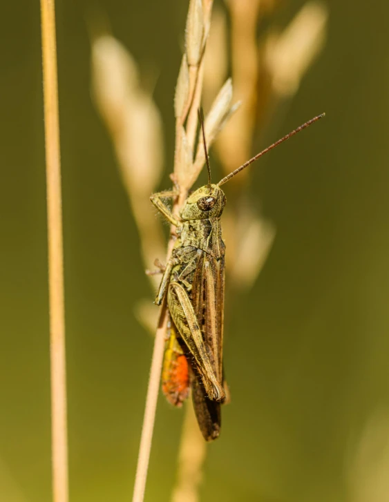 a bug is on a plant with long grass stems
