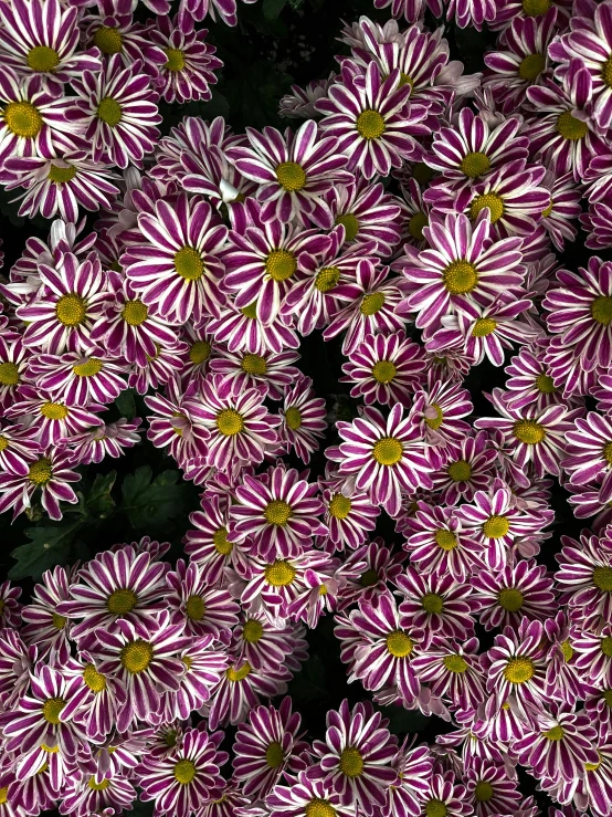 purple flowers that are growing and blooming together