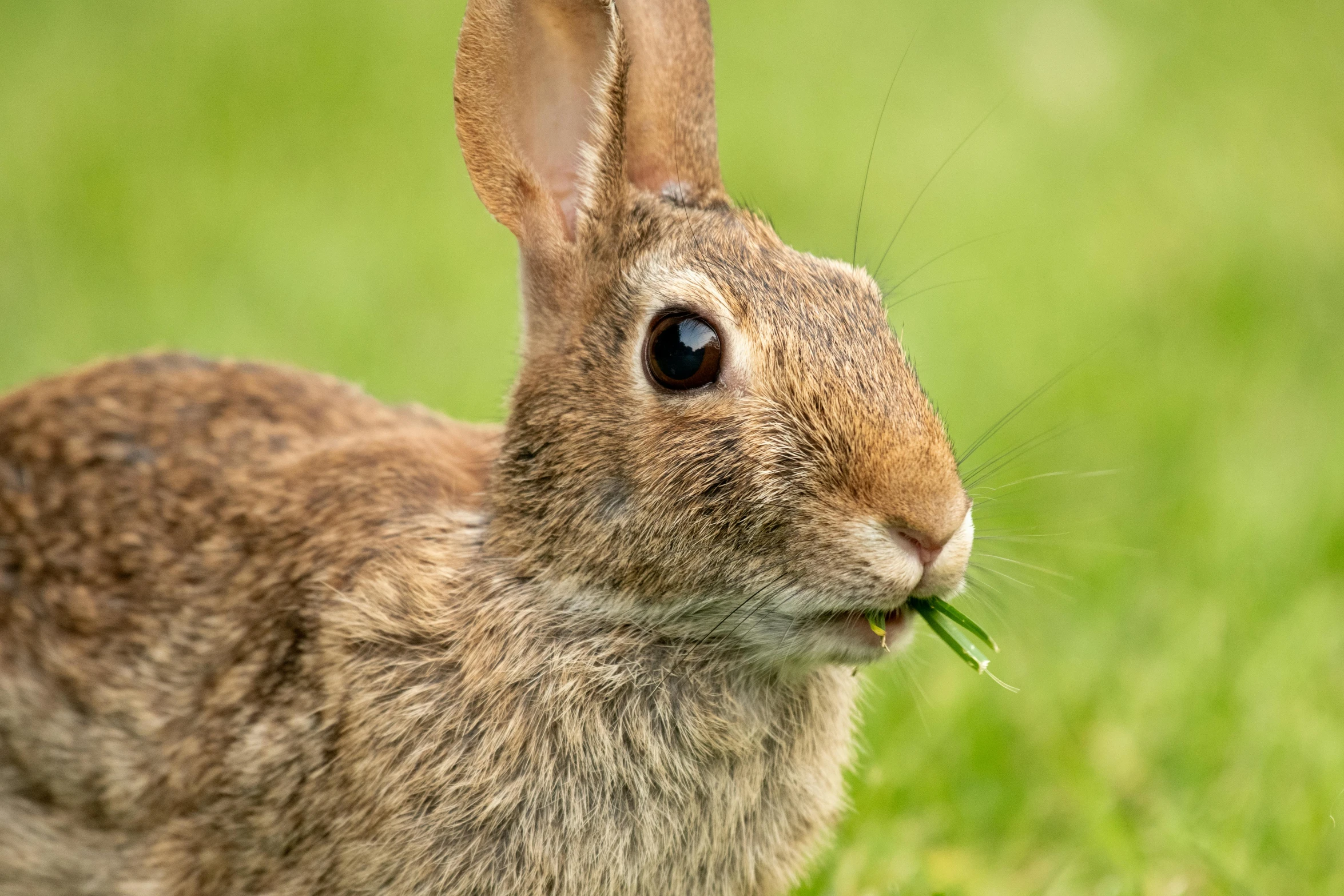 a rabbit eats grass with its front legs crossed