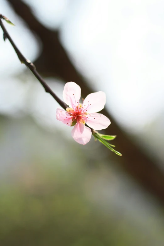 a close up of a pink flower with leaves