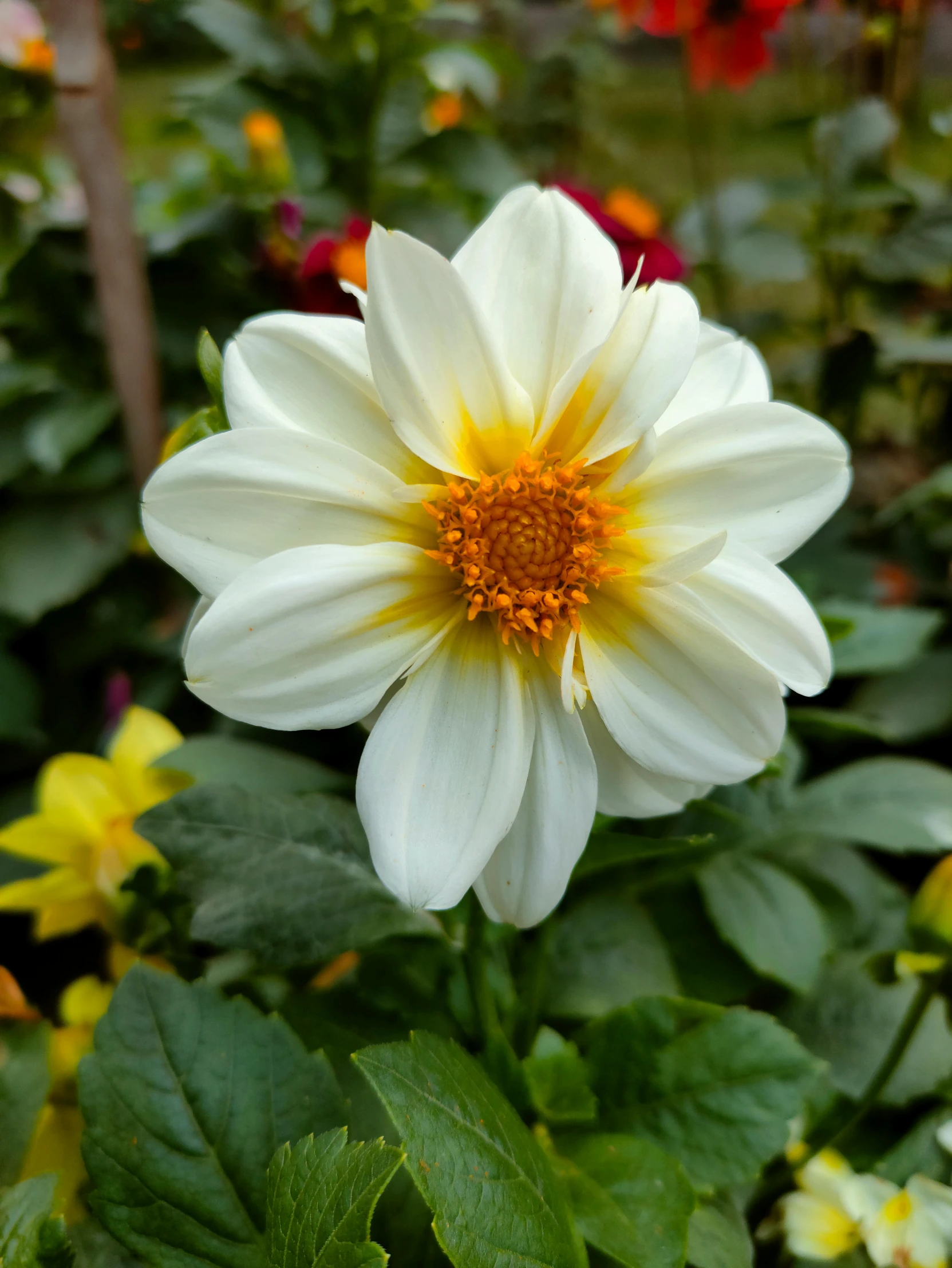 a white flower sitting in the middle of a garden