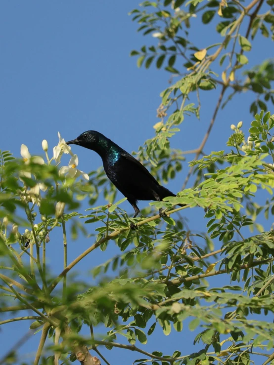 a small bird is sitting on the tree limb