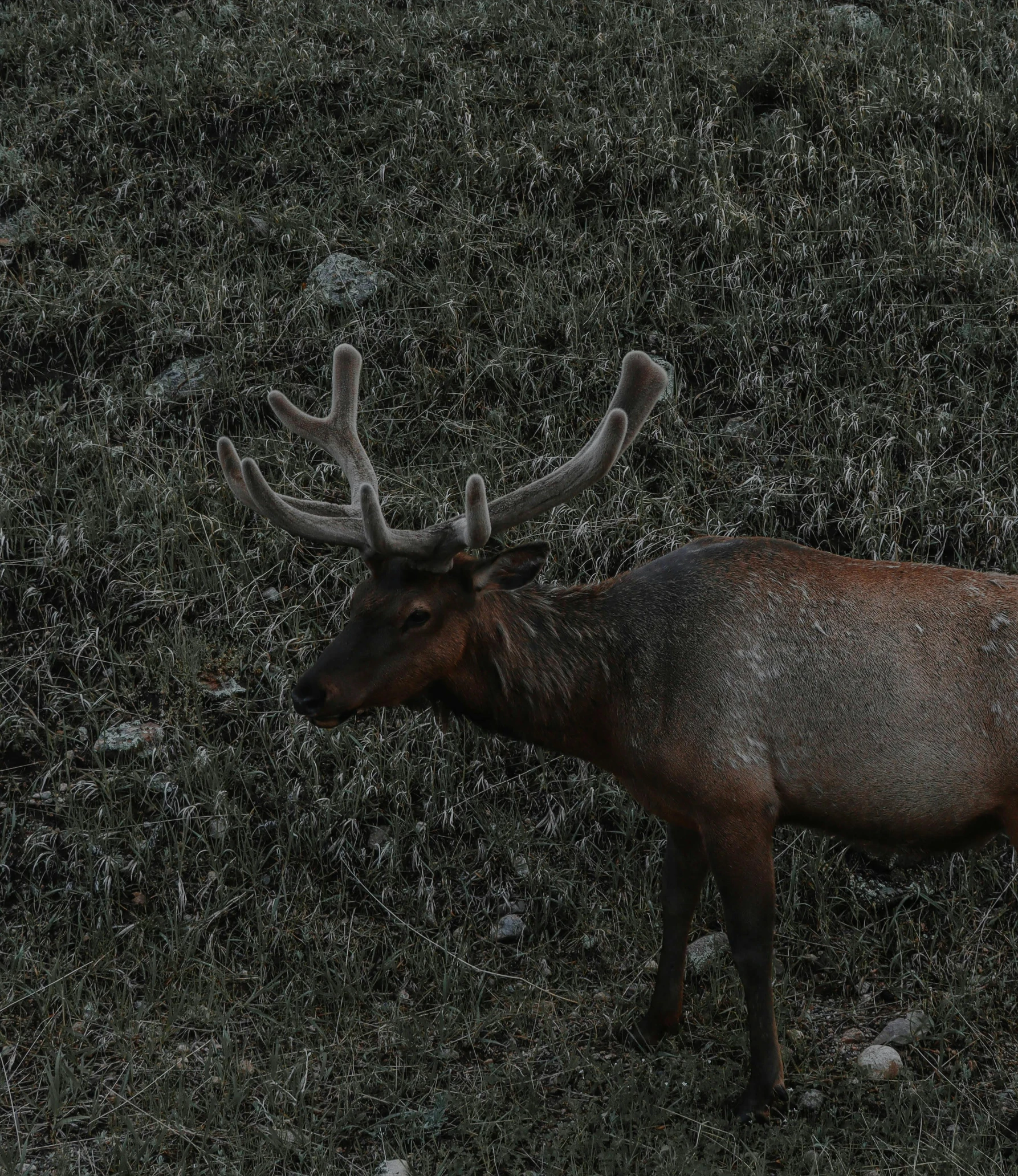 a deer with antlers grazing in the grass