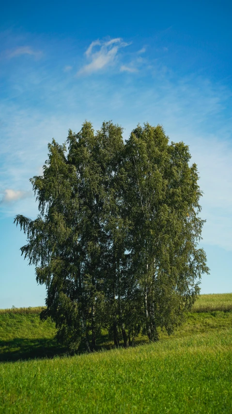 an image of a tree on a sunny day