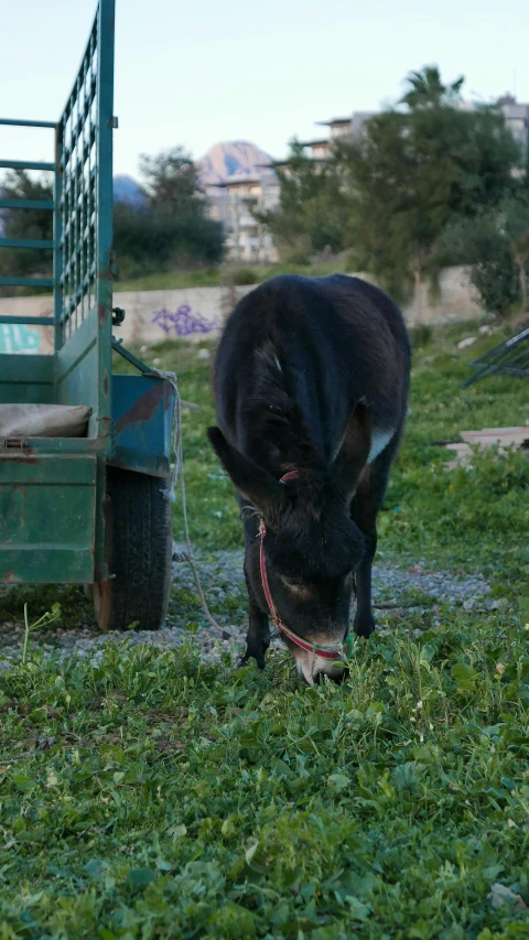 a cow in a field grazing next to a fence