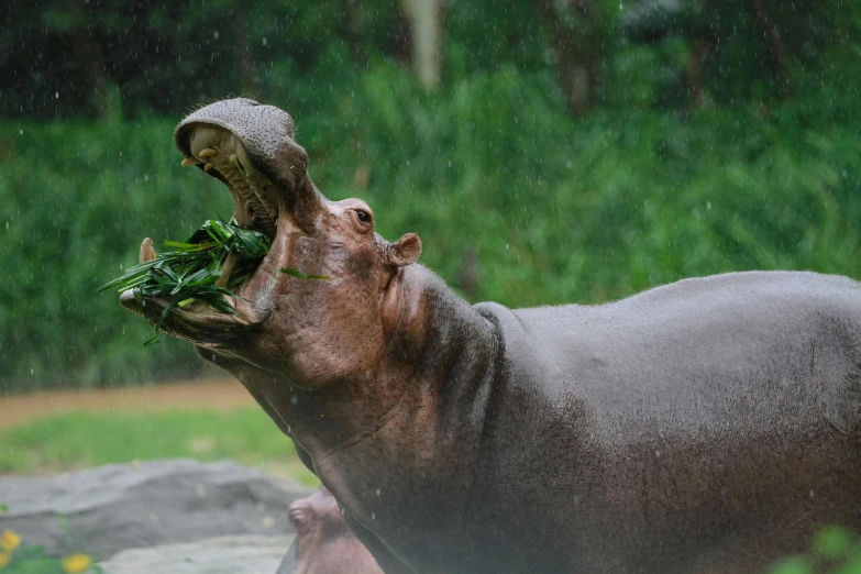 a hippo in the rain with its mouth open