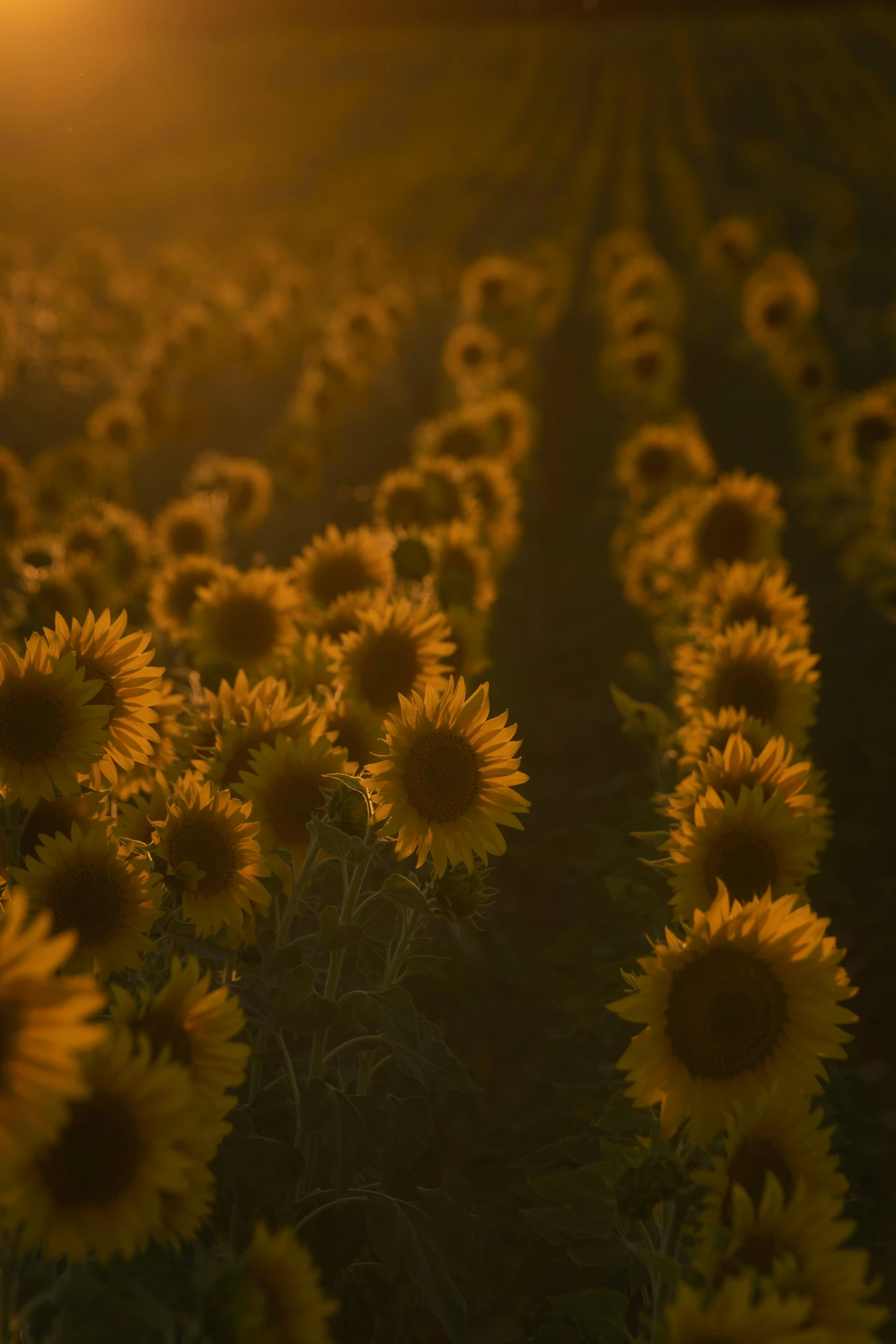 the sun shines through a field of sunflower