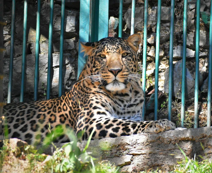 two leopards are lying side by side by the fence