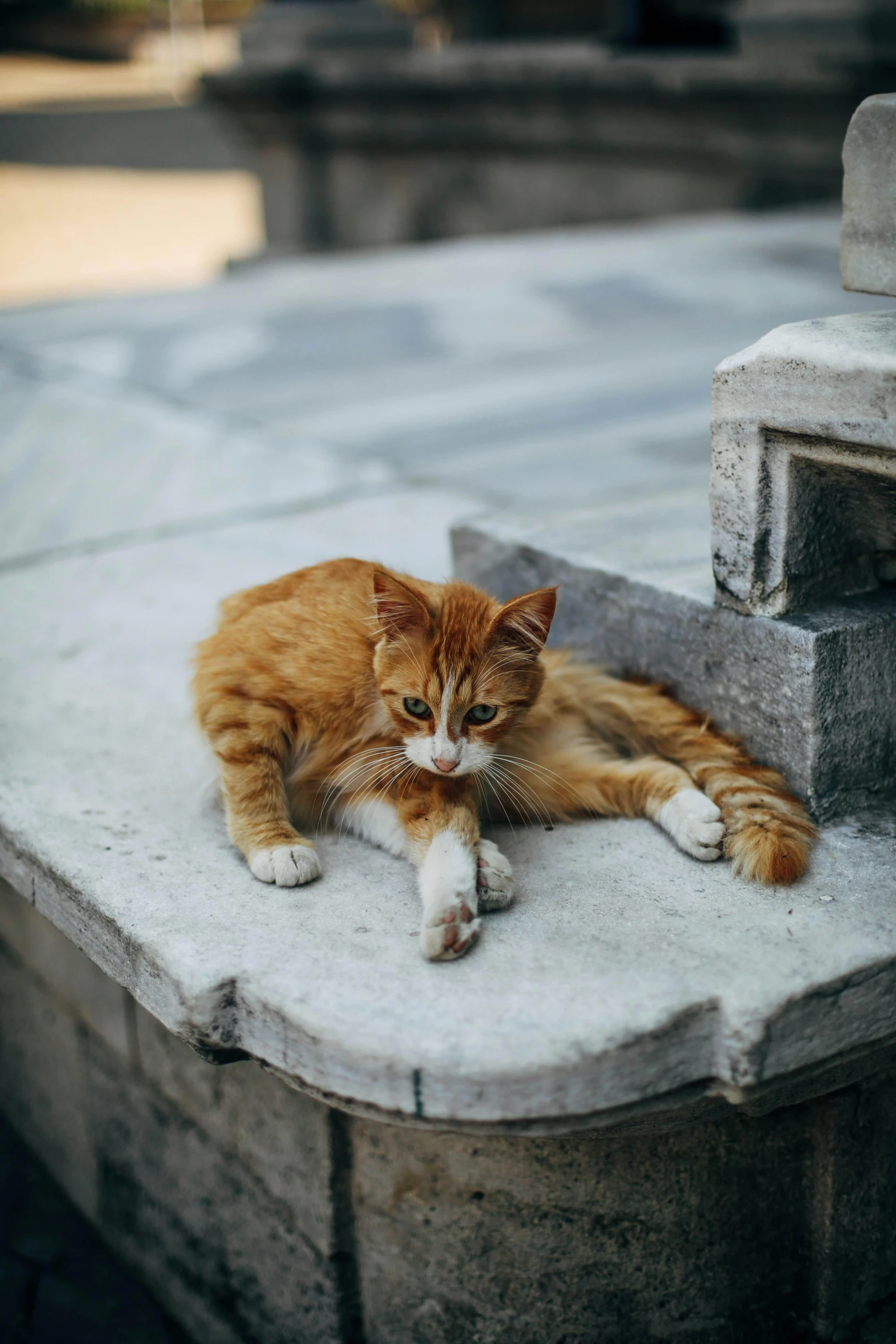 a cat with white paws sitting on top of a cement wall