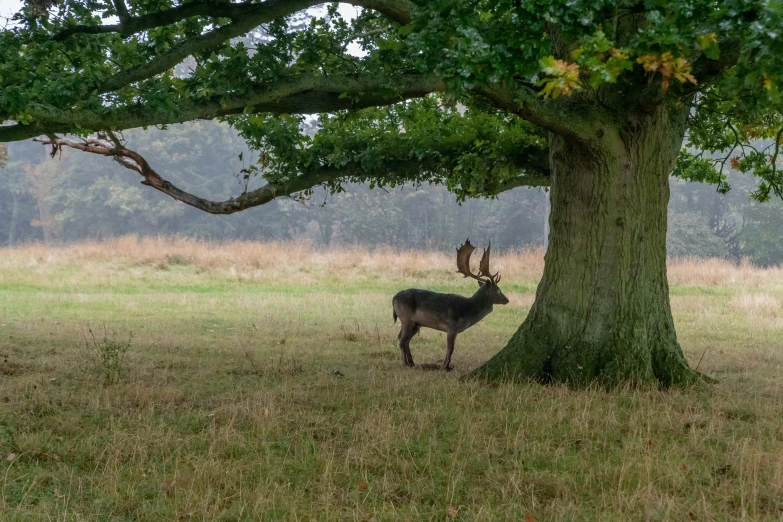 the antelope is standing by the trees in the wild