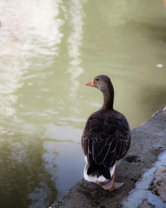 there is a duck that is sitting on a wall