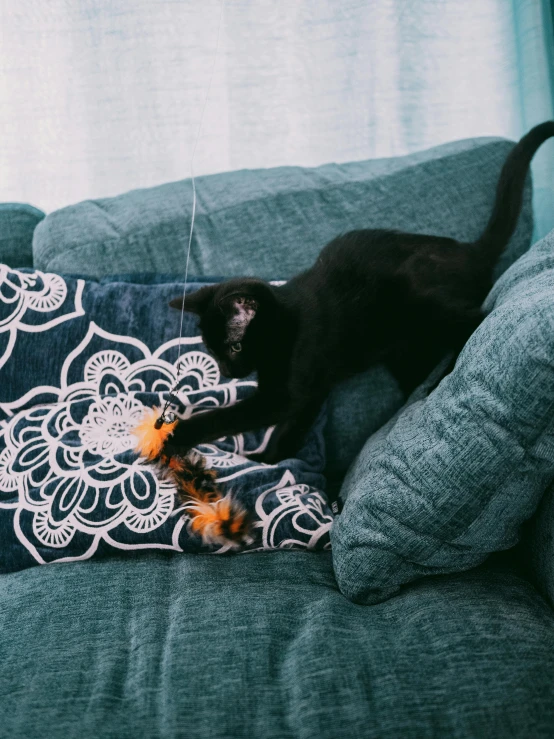 a black cat lays on a blue pillow