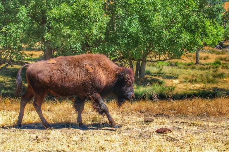 an bison walking by some trees in the wild
