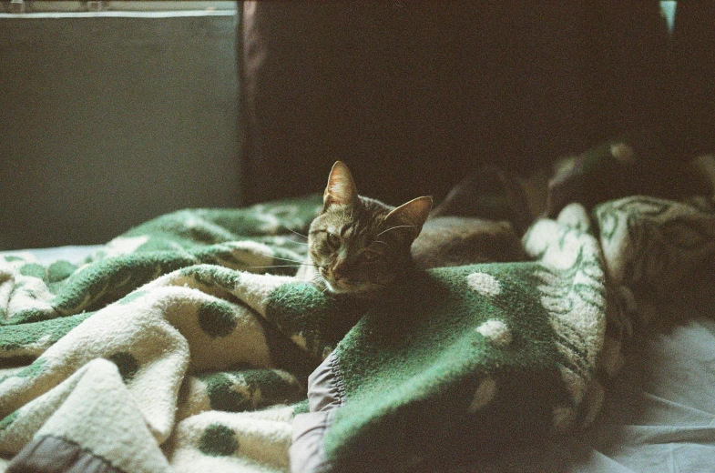 a cat sits on a blanket on the floor