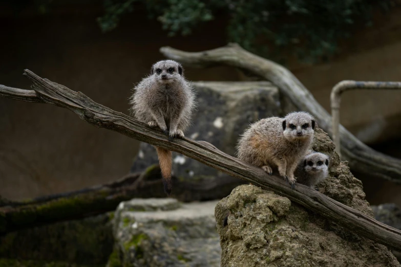 a group of birds sit atop an old tree nch