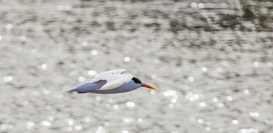 a seagull flying with a fish in its beak