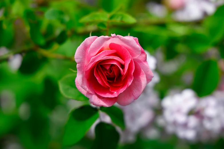 a rose that is sitting in the middle of a bunch of flowers