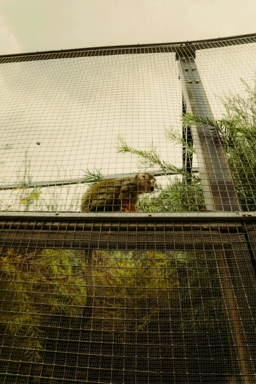 a bear that is standing behind the mesh fence