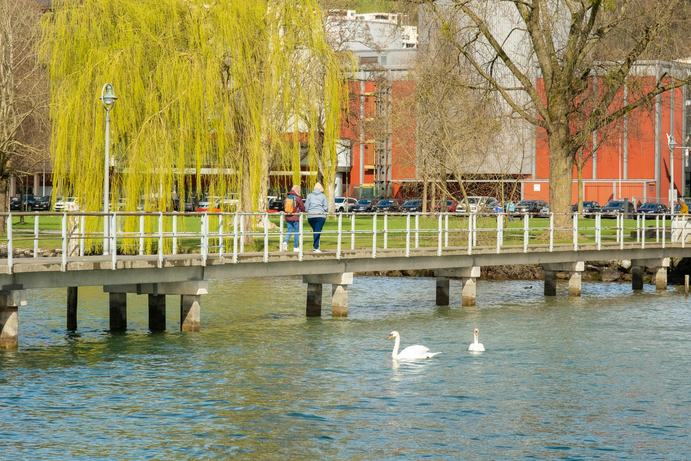 swans floating on the water and under a bridge