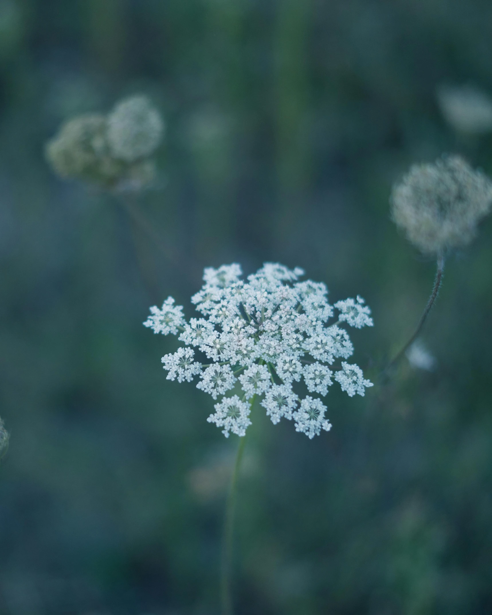 a flower with tiny white flowers growing in it