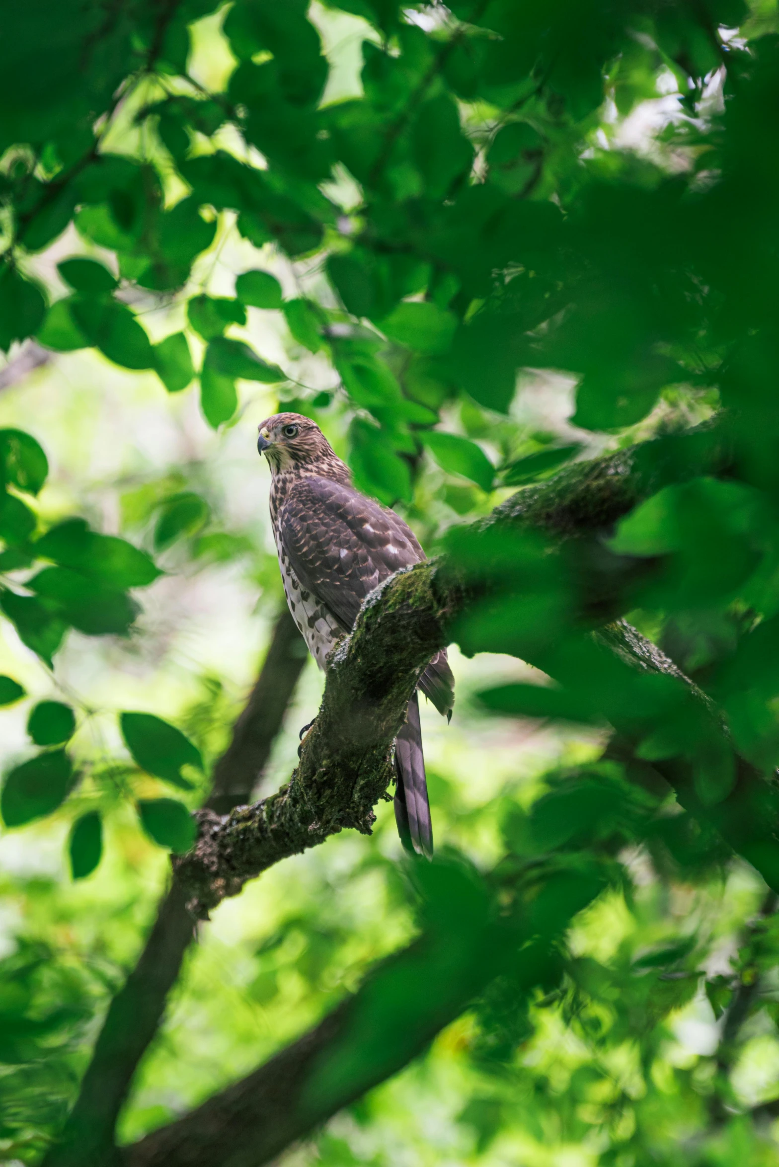 a bird perched in the middle of a green tree