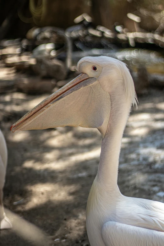 a bird with a big long beak staring to the side