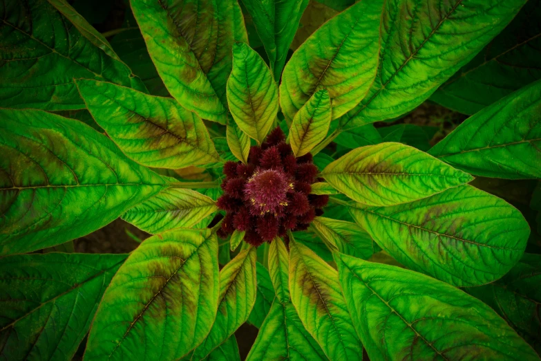 a large green leaf that is looking up