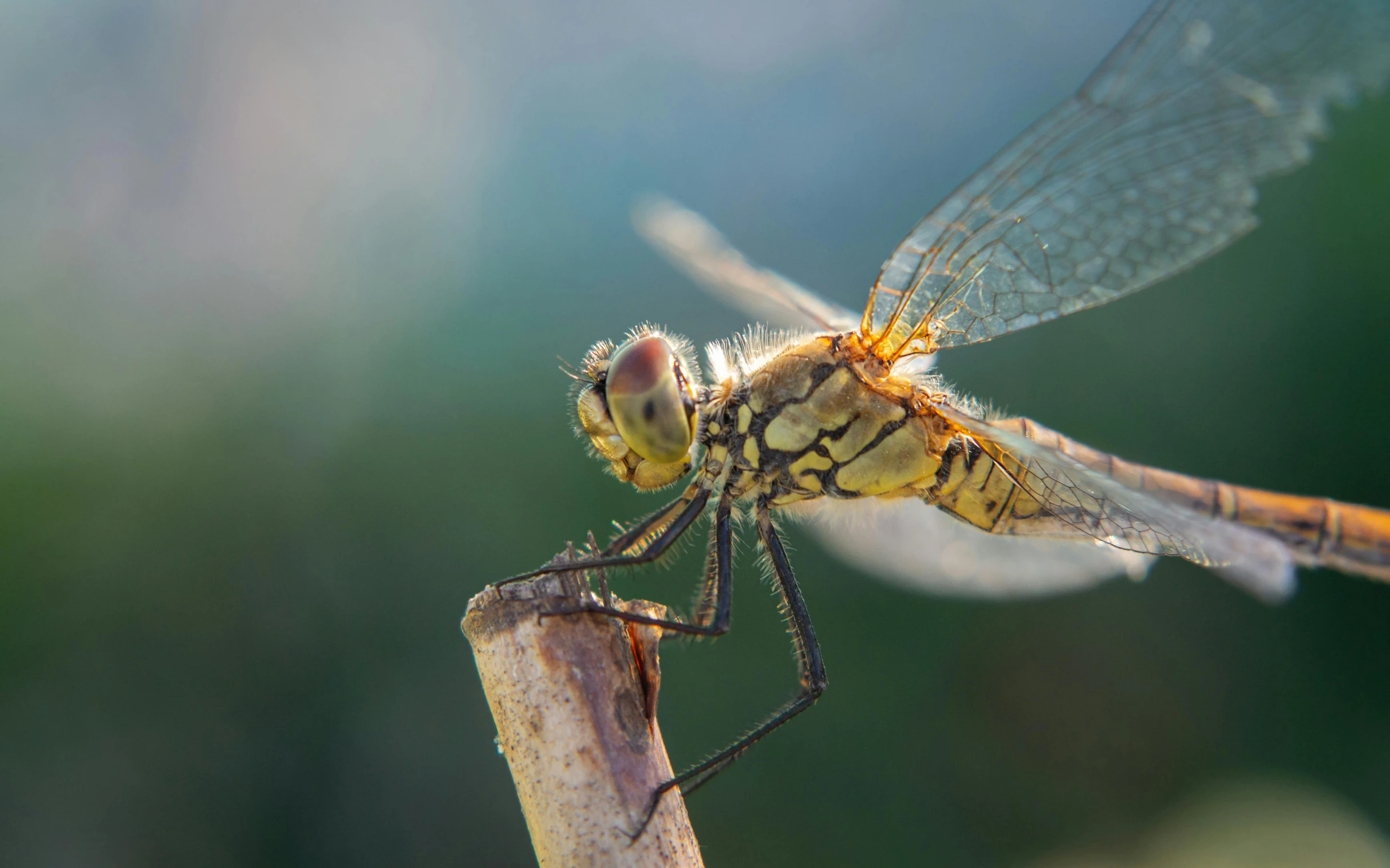 a large insect is standing on a plant